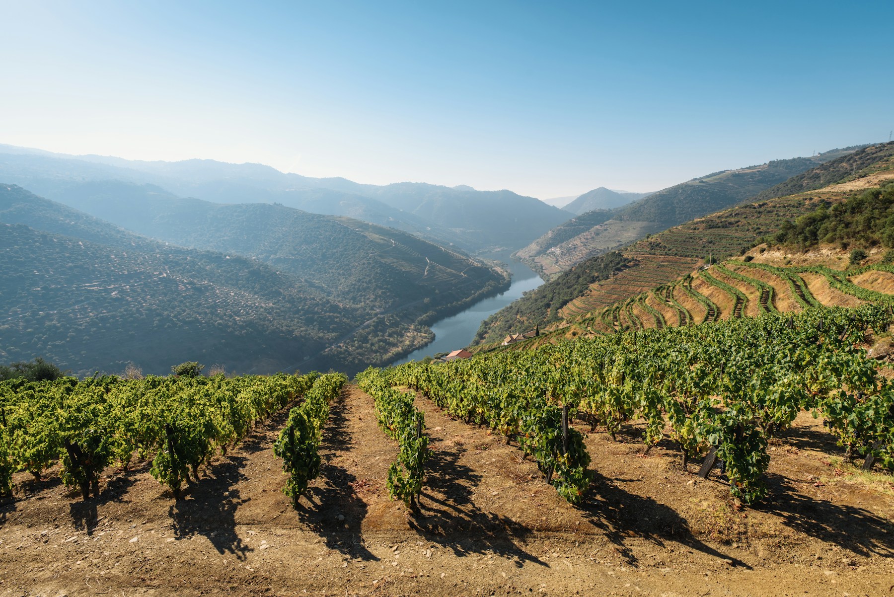 Vine terraces descending towards the Douro River in Portugal.