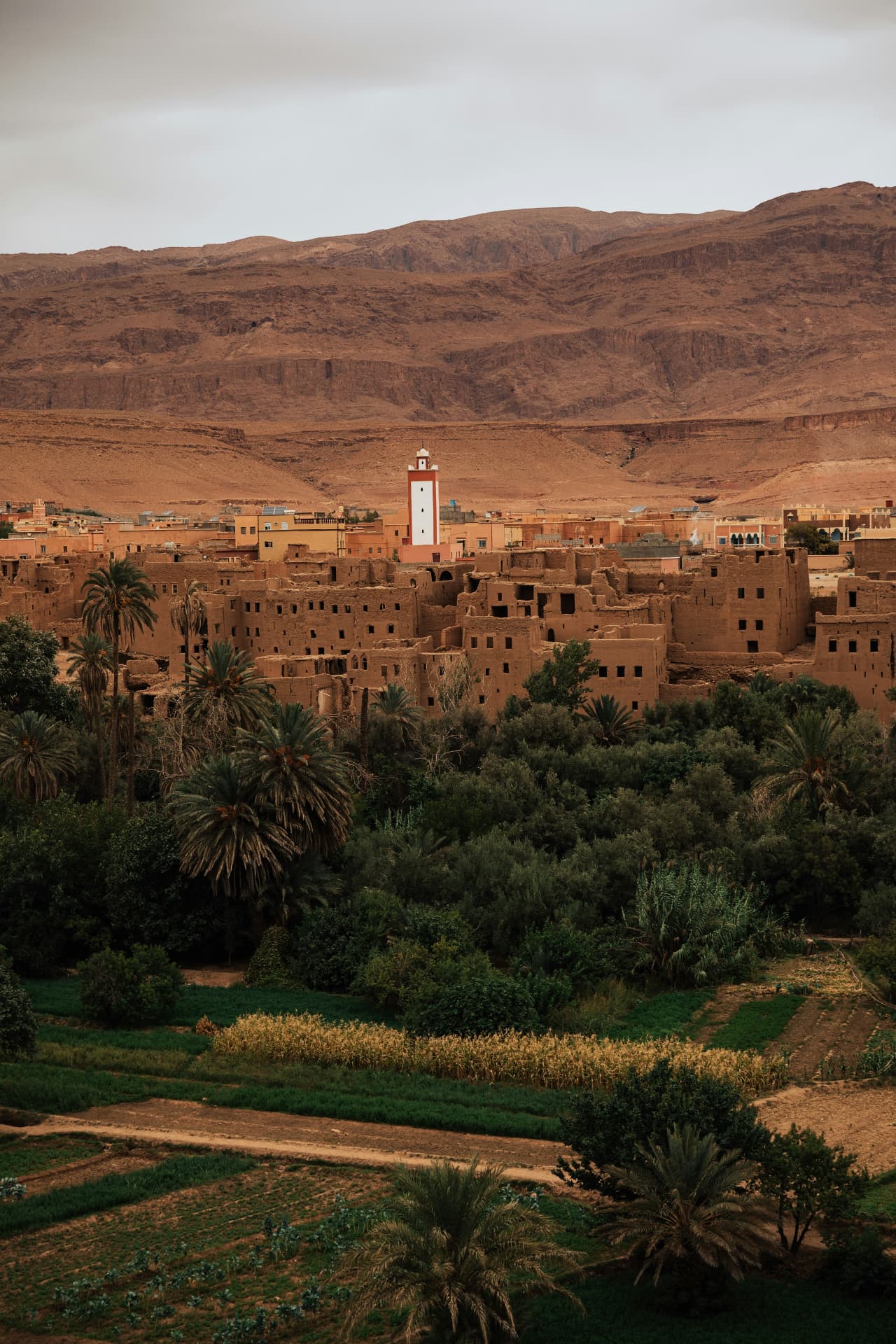 A fortified Moroccan village with a red and white minaret rising above palm groves and terraced fields at the edge of the Sahara