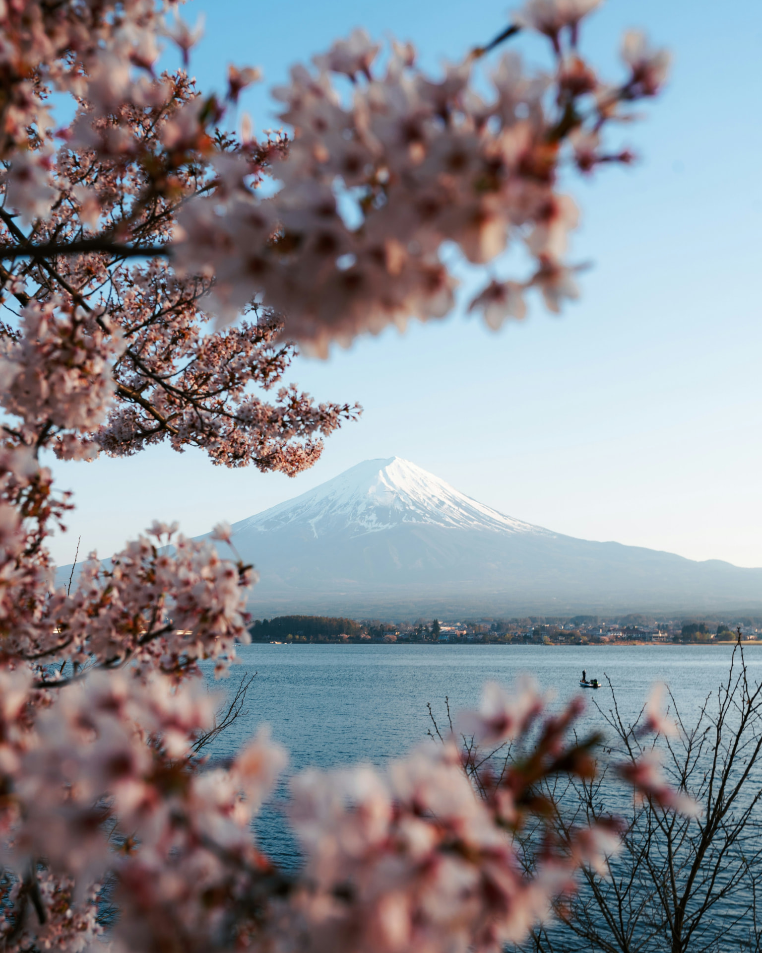 Mount Fuji and Lake Kawaguchi framed by soft pink cherry blossoms
